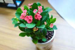 虎刺梅致癌真的假的，養(yǎng)殖虎刺梅的土壤含有致癌物質(zhì)"