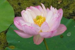 荷花花粉的功效與作用，強(qiáng)身健體、美容養(yǎng)顏"