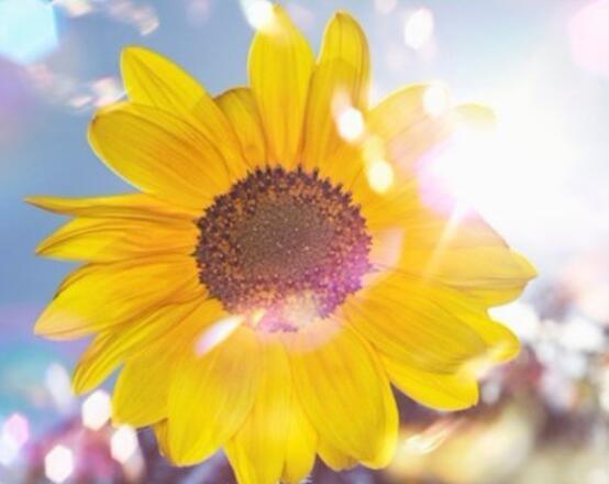 向日葵的寓意和象征，積極向上、朝氣蓬勃、繁榮昌盛"