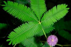 含羞草怎么養(yǎng)才不會(huì)死，做好下面五點(diǎn)即可簡單成活"