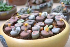 生石花長得很慢，及時補充養(yǎng)分并加強光照"