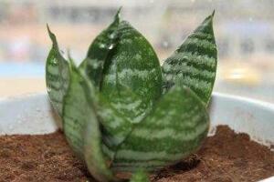 虎皮蘭葉子干癟發(fā)軟怎么辦，兩招幫你搞定疑難雜癥"