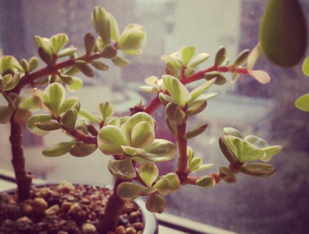 雅樂之舞的花語，代表著沉默的愛和光明"