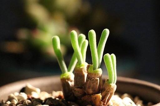 碧光環(huán)多肉怎么種，播種時(shí)間要選對(duì)"