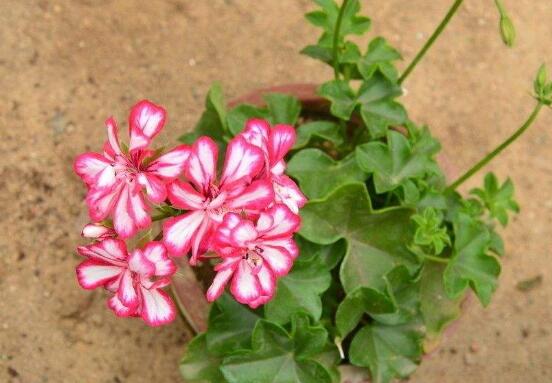 天竺葵花期，天竺葵每年5-7月開花"