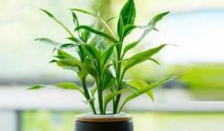 富貴竹葉子蔫了怎么辦，七個(gè)步驟重獲生機(jī)"