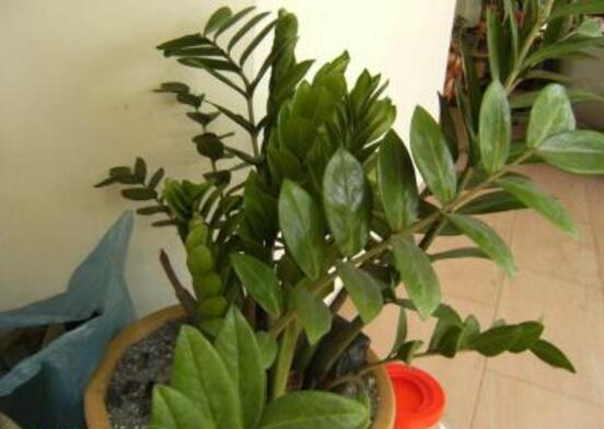 金錢樹的管理方法，教你五個最佳管理方法"