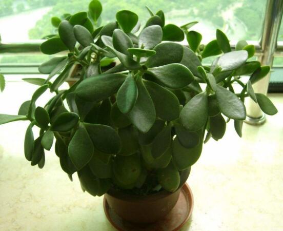 燕子掌換土后要澆水嗎，可根據(jù)具體情況來具體對待"