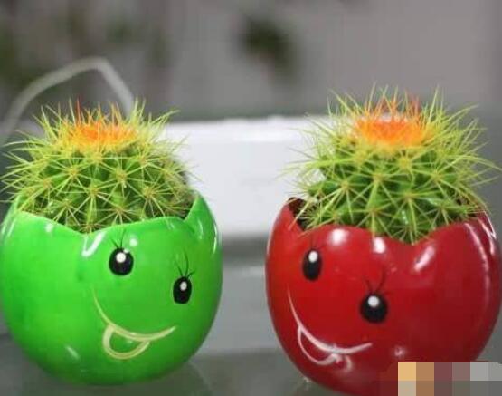 仙人球花語(yǔ)象征與寓意，堅(jiān)強(qiáng)、溫暖、柔弱、孤獨(dú)"