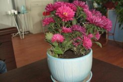 菊花冬天怎么養(yǎng)，首先對植株進行修剪"