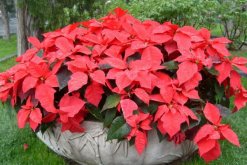 一品紅可以放在客廳嗎，凈化空氣室內(nèi)觀賞"