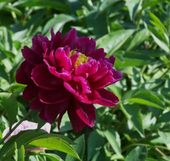 芍藥花能在家里養(yǎng)嗎，吸收陰氣/陽(yáng)宅鎮(zhèn)不住(迷信說(shuō)法)