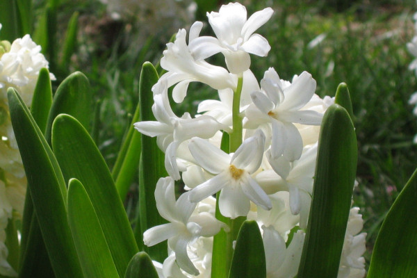 風(fēng)信子什么時候種植，9~10月份是最佳種植時間"