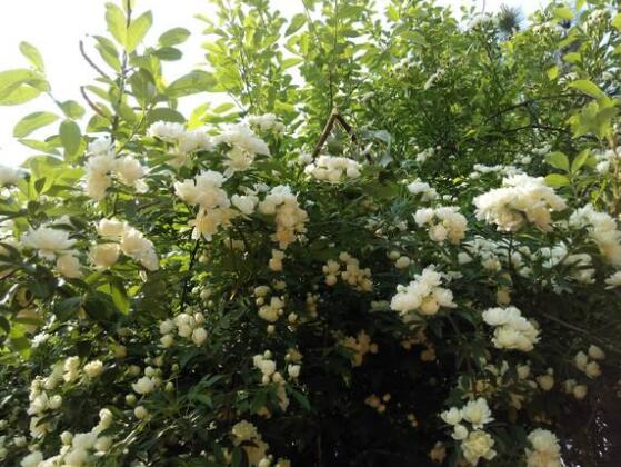 薔薇花什么時候開，薔薇花在每年5-9月開花"