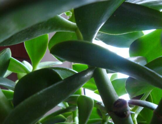 玉樹常見的病蟲害防治，教你四種辦法簡單學(xué)會"