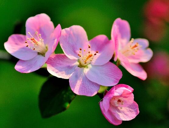 海棠花怎么澆水，海棠花澆水方法"
