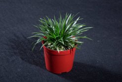 金錢菖蒲的養(yǎng)殖方法，做好以下4點是關(guān)鍵"