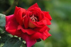 月季花怎么養(yǎng)，月季花的養(yǎng)殖方法"