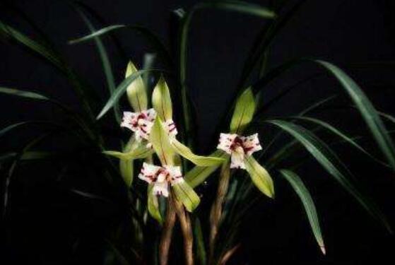 好看蘭花圖片及品種欣賞，觀葉勝觀花、高潔典雅"