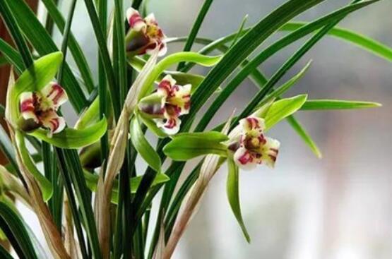 蘭花澆水方法，不同環(huán)境不同澆水量(光照溫度)