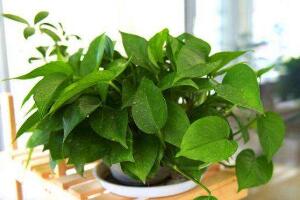 綠蘿可以用淘米水澆嗎，綠蘿用什么水澆最好"