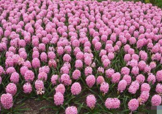 風(fēng)信子怎么繁殖，風(fēng)信子繁殖方法"