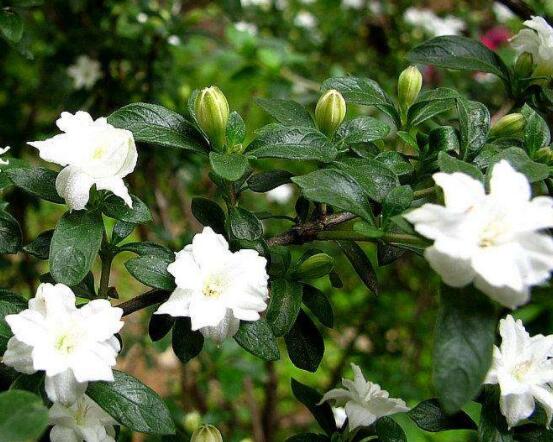 六月雪為什么不開花，三種原因以及解決辦法"