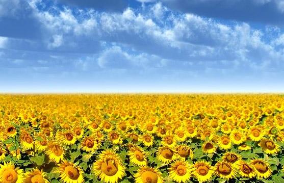 向日葵一般送幾朵，盤點(diǎn)最合適的朵數(shù)(1/2/6/8/9/10)"