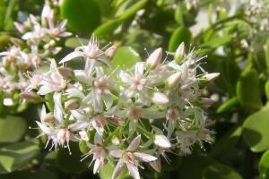 玉樹會開花嗎，玉樹開花的寓意是什么"