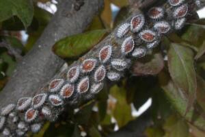 平安樹(shù)常見(jiàn)病蟲(chóng)害有哪些，平安樹(shù)的病害防治"