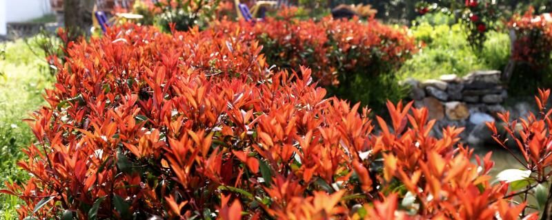 紅葉石楠修剪時間"