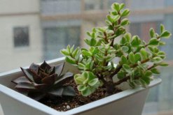 雅樂之舞為什么不粉了，雅樂之舞不粉的4種原因"