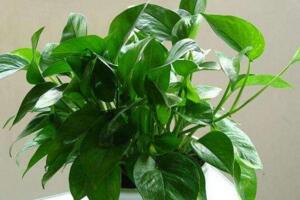 綠蘿怎么移植，選擇微酸性土澆透水"