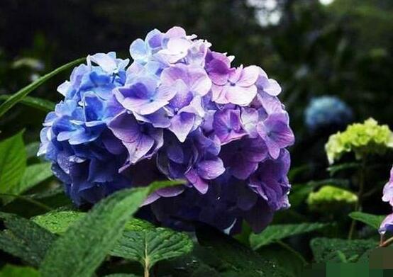 繡球花種子種植方法，擇健康飽滿種子、合適土壤"