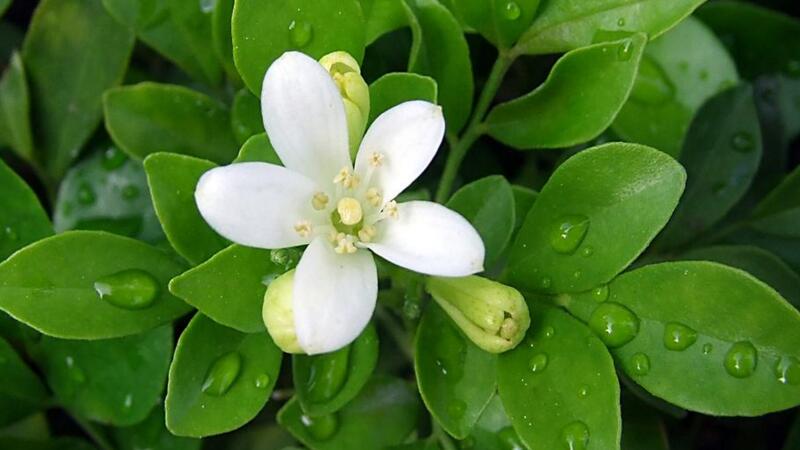 九里香的養(yǎng)殖方法"