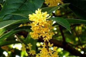 桂花樹怎么養(yǎng)才長得好，每天要保證6~8小時(shí)光照"