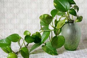 綠蘿怎么澆水，啤酒澆綠蘿的正確方法"