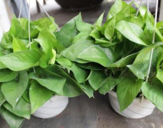 綠蘿能除甲醛嗎，能/凈化空氣、利于身心健康"