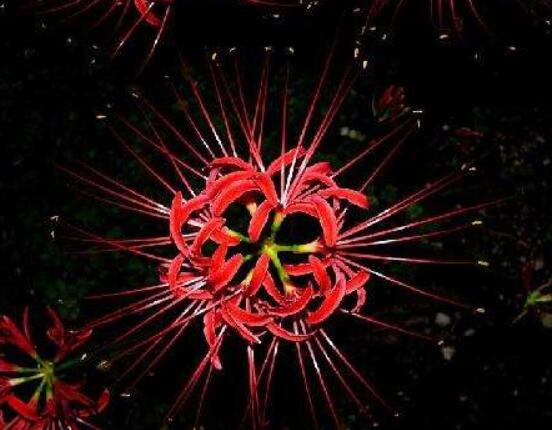 彼岸花有毒嗎，誤食出現(xiàn)呼吸困難、心跳加快(微毒)"