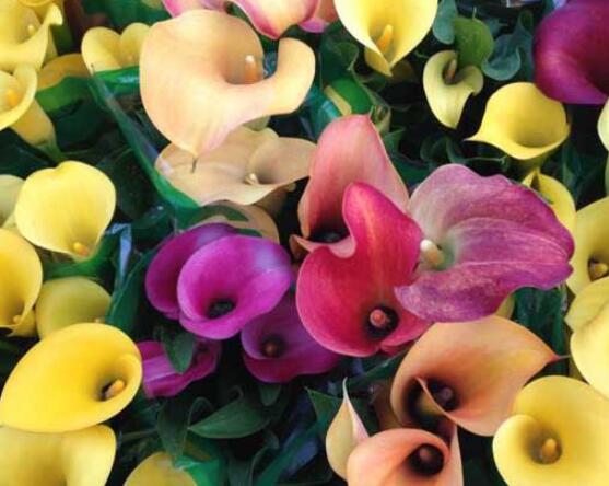 欣賞最好看馬蹄蓮圖片花語(yǔ)，代表著忠貞不渝，永結(jié)同心"