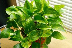 盆栽綠蘿病蟲害的防治，5種常見病害及解決方法讓你告別病蟲害"