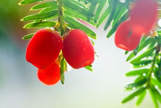 水杉與紅豆杉的區(qū)別，教你三種區(qū)別方法(葉子/果子/習(xí)性)"