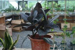 橡皮樹(shù)的澆水方法，不同季節(jié)不同的澆水方法"