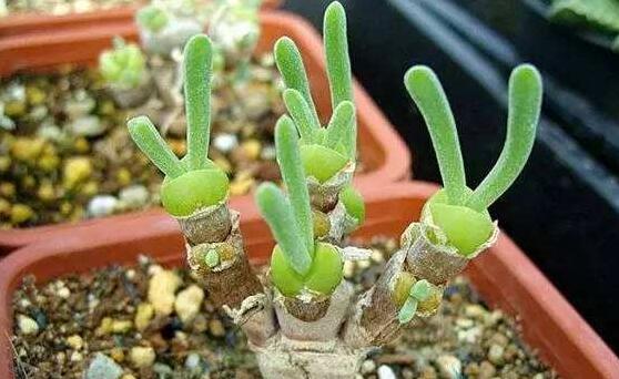 碧光環(huán)和枝干番杏的區(qū)別，教你兩種最直觀分辨方法"