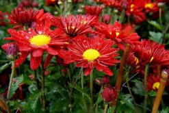 菊花的象征意義，不同的菊花有著不同的意義"