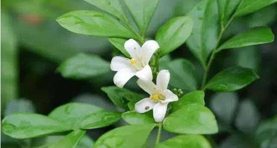 茉莉花有毒嗎，茉莉花可以放在室內(nèi)嗎"