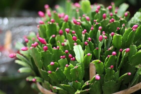 蟹爪蘭冬天能開(kāi)花嗎，冬季做好六點(diǎn)養(yǎng)護(hù)措施便可花開(kāi)爆盆