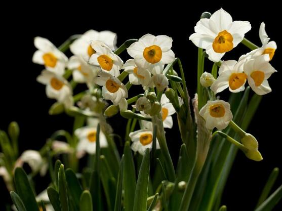水仙花可以四季水培嗎，水仙花水培方法"