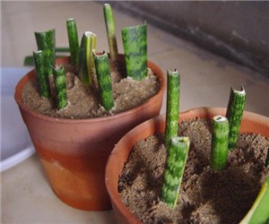 虎皮蘭怎樣進行葉插繁殖"