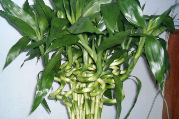 轉(zhuǎn)運(yùn)竹桿發(fā)黃了怎么辦，遮光控溫/調(diào)節(jié)水肥"